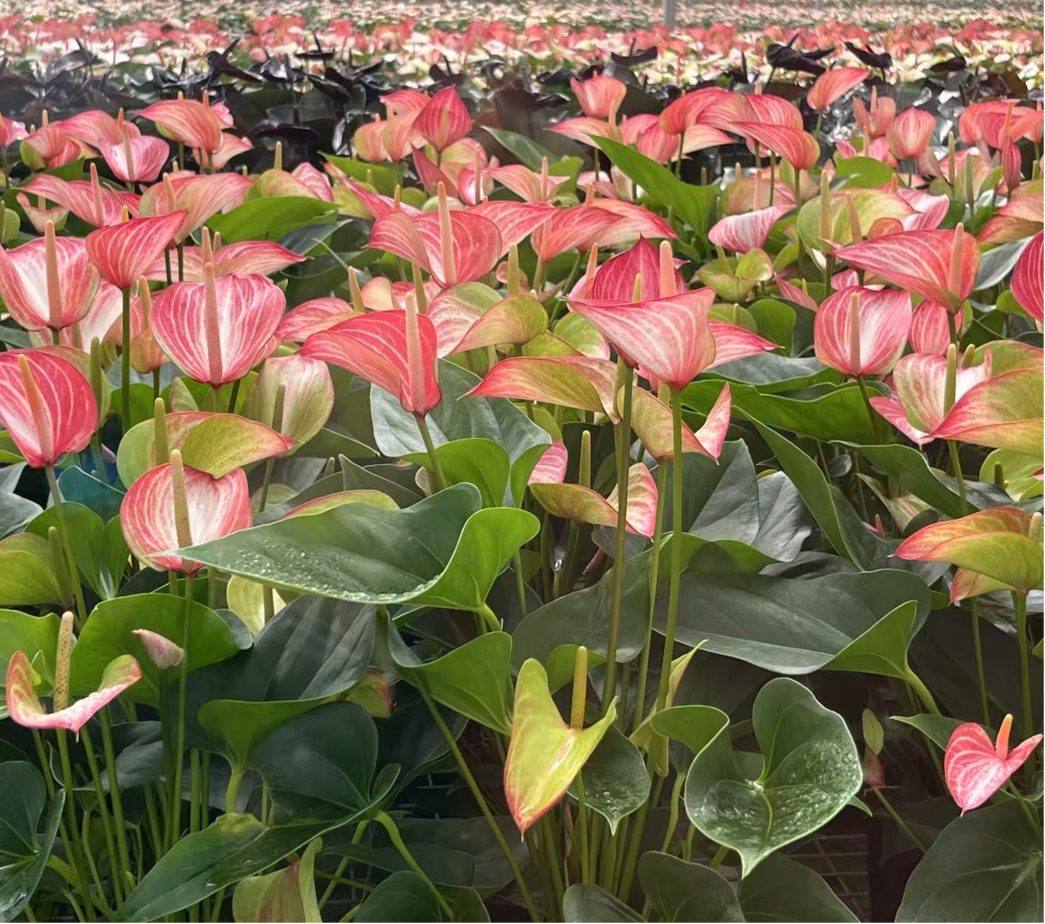 红掌花卉种植
